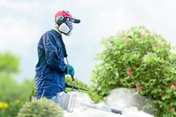 Обработка сада от паразитов - необходимые меры и их регулярность  в Иркутске