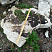 Kamenclub.ru: Выветренный известняк со мхом фр. 100-500 мм.  купить в Иркутске известняк серый белый зеленый валун известняковый крупный 10000 руб/т   фото КАМЕНЬ КЛУБ